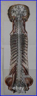 Bourgery Jacob Systeme Nerveux Cephalo Rachidien Anatomie 1844 Grand Format