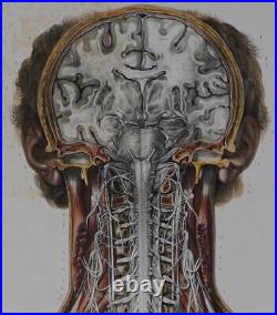 Bourgery Jacob Systeme Nerveux Cephalo Rachidien Anatomie 1844 Grand Format