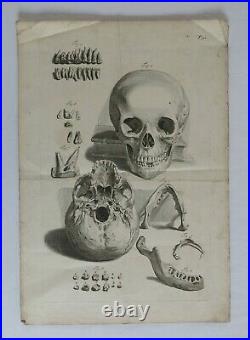 CRANE, machoire, dents, vanité, squelette, Gamelin curiosité, gravure ancienne