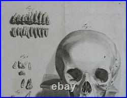 CRANE, machoire, dents, vanité, squelette, Gamelin curiosité, gravure ancienne