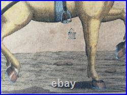 Cheval harnaché, gravure ancienne, XVIIIe