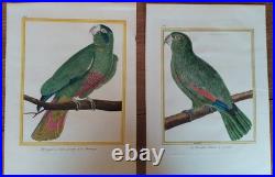 Deux gravures 18e de perroquet de Martinet encyclopédie des oiseaux de Buffon