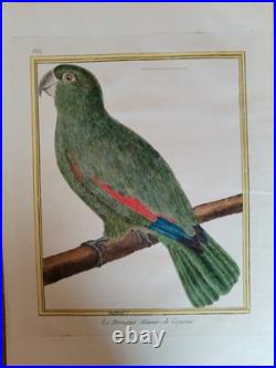 Deux gravures 18e de perroquet de Martinet encyclopédie des oiseaux de Buffon