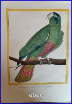 Deux gravures 18e de perroquet de Martinet encyclopédie des oiseaux de Buffon