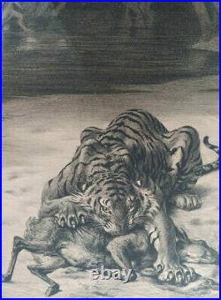 EVERT VAN MUYDEN Tigre dévorant une gazelle 1898 Lithographie