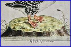 Eleazar Albin(1680-1742)-gravure Orig. Xviiie-muscovian Goose-hist. Nat Desoiseaux