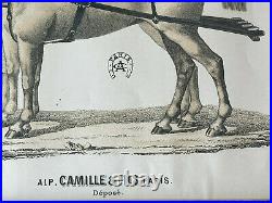 Equitation lithographie coloriée main chevaux harnais fins bel encadrement