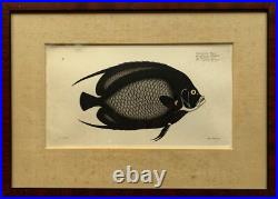Estampe En Couleur Chaetodon Paru Le Poisson Noir De Klipp Ludwig Schmidt Estampe En Couleur Chaetodon Paru Le Poisson Noir De Klipp Ludwig Schmidt