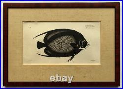 Estampe En Couleur Chaetodon Paru Le Poisson Noir De Klipp Ludwig Schmidt Estampe En Couleur Chaetodon Paru Le Poisson Noir De Klipp Ludwig Schmidt