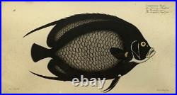 Estampe En Couleur Chaetodon Paru Le Poisson Noir De Klipp Ludwig Schmidt Estampe En Couleur Chaetodon Paru Le Poisson Noir De Klipp Ludwig Schmidt