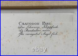 Estampe En Couleur Chaetodon Paru Le Poisson Noir De Klipp Ludwig Schmidt Estampe En Couleur Chaetodon Paru Le Poisson Noir De Klipp Ludwig Schmidt
