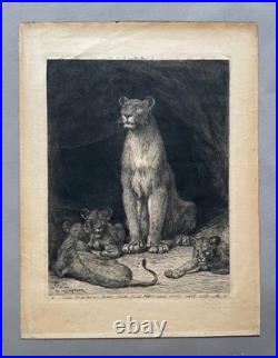 Evert van Muyden, Lionne avec trois lionceaux, gravure signée et dédicacée