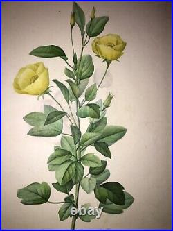 FLEUR DE REDOUTÉ Redutea Heterophylla Gravure Signée dans la planche 1827