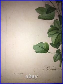 FLEUR DE REDOUTÉ Redutea Heterophylla Gravure Signée dans la planche 1827