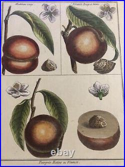 Fruit, Variété De Pesche. Acquaforte 1785 3 Planches Originals