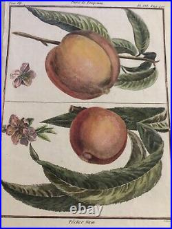 Fruit, Variété De Pesche. Acquaforte 1785 3 Planches Originals