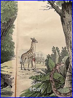 Girafe Flamingo Python Coyotes Antique Lithographie 1838 Colorié à la Main