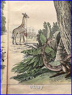 Girafe Flamingo Python Coyotes Antique Lithographie 1838 Colorié à la Main