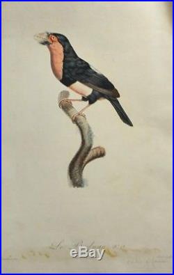 Grande Gravure XIXème d'après Jacques Barraband Le Barbican Oiseau C. 1801