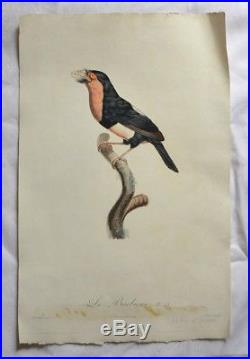 Grande Gravure XIXème d'après Jacques Barraband Le Barbican Oiseau C. 1801