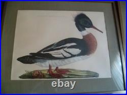 Gravure Harle huppé bièvre Mergus Serrator Merganser nature oiseau