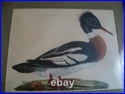 Gravure Harle huppé bièvre Mergus Serrator Merganser nature oiseau