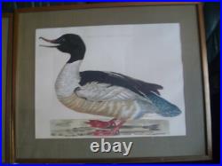Gravure Harle huppé bièvre Mergus Serrator Merganser nature oiseau