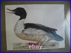 Gravure Harle huppé bièvre Mergus Serrator Merganser nature oiseau