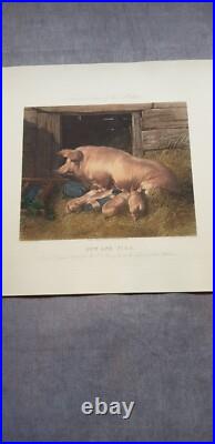 Gravure animalière originale sow and pigs