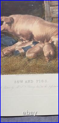 Gravure animalière originale sow and pigs