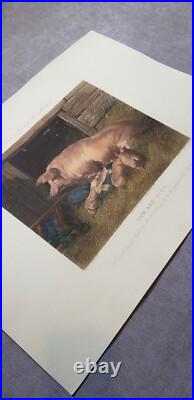 Gravure animalière originale sow and pigs