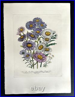 Gravure aquarellée XIXe siècle Fleurs botaniques Day & Haghe Londres