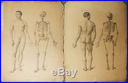 Gravure atlas anatomie docteur Fau crane ecorché squelette vanité memento mori