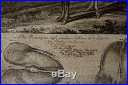 Gravure au burin Cerf et empreintes de Johann Elias Ridinger XVIIIe Siècle