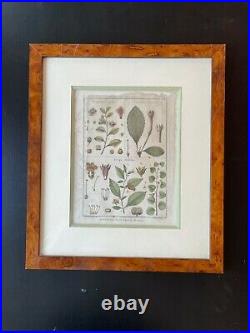 Gravure coloriée main XVIIIème planche botanique Histoire naturelle plantes