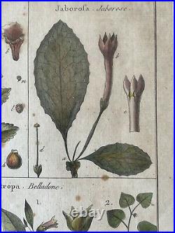 Gravure coloriée main XVIIIème planche botanique Histoire naturelle plantes