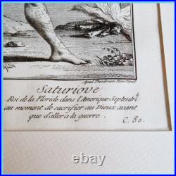 Gravure dessin lithographie estampe Saturiove Indien Timucuas Teodoro Viero