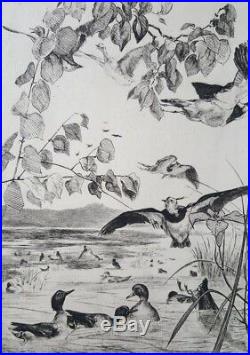 Gravure originale Félix Bracquemond animaux oiseaux vanneaux canards 1862 XIXè