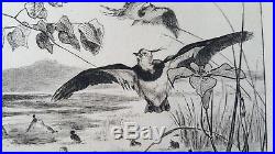 Gravure originale Félix Bracquemond animaux oiseaux vanneaux canards 1862 XIXè