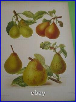 Gravure originale ancienne Poire Fruit -HOGG-SEVEREYNS 1876-1885