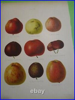 Gravure originale ancienne Pomme Fruit -HOGG-SEVEREYNS 1876-1885