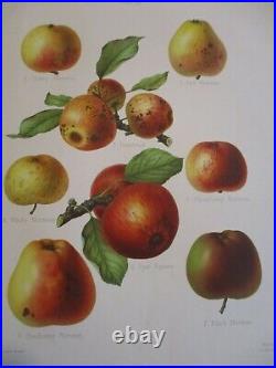 Gravure originale ancienne Pomme Fruit -HOGG-SEVEREYNS 1876-1885