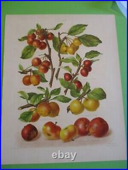 Gravure originale ancienne Pomme-HOGG-SEVEREYNS 1876-1885