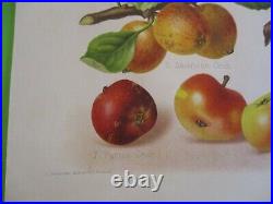 Gravure originale ancienne Pomme-HOGG-SEVEREYNS 1876-1885