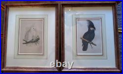 Gravures XIXe encadrées perroquets Parrots in Capitivity William Thomas