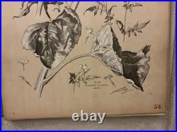 Henry lambert flore naturelle, 40 planches lithographique, bel état