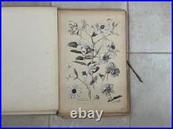 Henry lambert flore naturelle, 40 planches lithographique, bel état