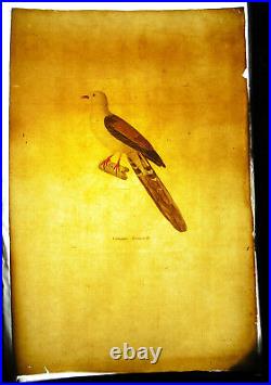 Jean Gabriel PRETRE c1820 eau forte La CoLoMBE REINWARDT oiseau animal bird dove