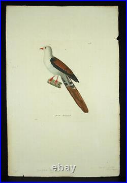 Jean Gabriel PRETRE c1820 eau forte La CoLoMBE REINWARDT oiseau animal bird dove