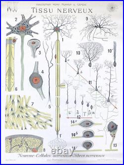 LITHO ORIGINALE Tissu Nerveux 1920 ANATOMIE BIOLOGIE COLLECTION PERRIER & CÉPÈDE